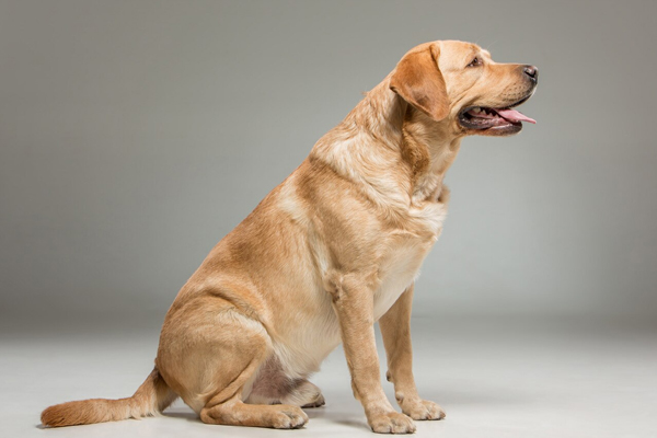 Can Dogs Eat Raw Chicken?