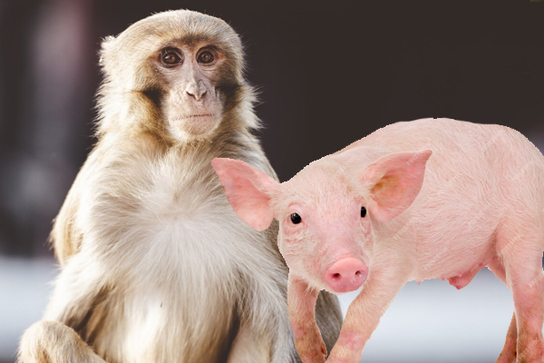 First Pig-Monkey Chimeras Were Just Created in China