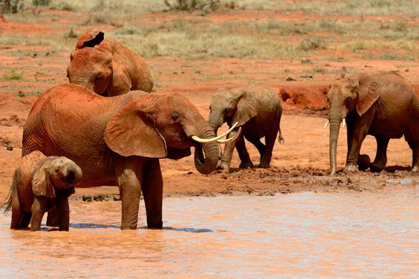 Why are African forest elephants climate heroes? 